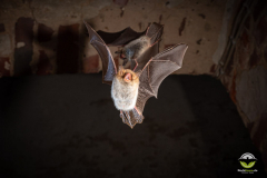 Fransenfledermaus (Myotis nattereri)