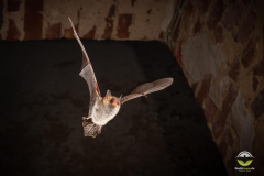 Fransenfledermaus (Myotis nattereri)