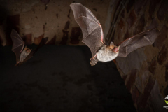 Fransenfledermaus (Myotis nattereri)