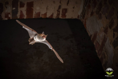 Fransenfledermaus (Myotis nattereri)