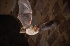 Fransenfledermaus (Myotis nattereri)