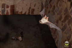 Fransenfledermaus (Myotis nattereri)