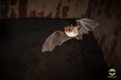 Fransenfledermaus (Myotis nattereri)