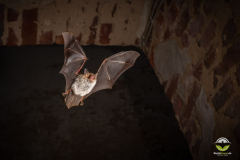 Fransenfledermaus (Myotis nattereri)