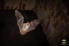 Fransenfledermaus (Myotis nattereri)