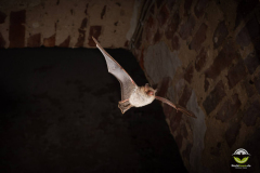 Fransenfledermaus (Myotis nattereri)