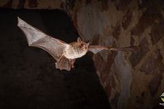 Fransenfledermaus (Myotis nattereri)