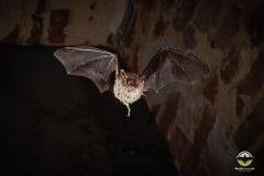 Fransenfledermaus (Myotis nattereri)