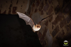 Fransenfledermaus (Myotis nattereri)