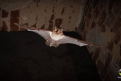 Fransenfledermaus (Myotis nattereri)