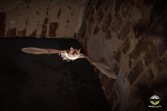 Fransenfledermaus (Myotis nattereri)