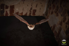 Fransenfledermaus (Myotis nattereri)