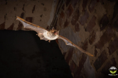 Fransenfledermaus (Myotis nattereri)