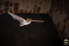 Fransenfledermaus (Myotis nattereri)