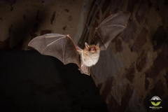 Fransenfledermaus (Myotis nattereri)