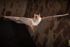 Fransenfledermaus (Myotis nattereri)