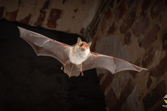 Fransenfledermaus (Myotis nattereri)