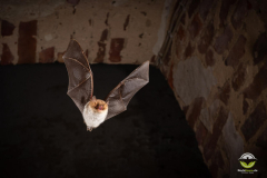 Fransenfledermaus (Myotis nattereri)