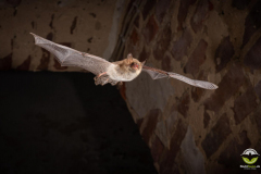 Fransenfledermaus (Myotis nattereri)