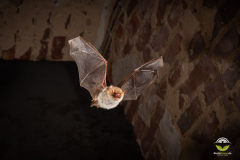 Fransenfledermaus (Myotis nattereri)