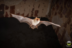 Fransenfledermaus (Myotis nattereri)