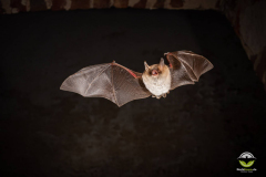 Fransenfledermaus (Myotis nattereri)