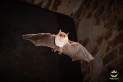 Fransenfledermaus (Myotis nattereri)