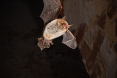 Fransenfledermaus (Myotis nattereri)