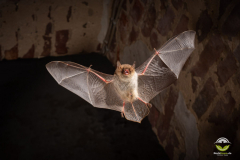 Fransenfledermaus (Myotis nattereri)