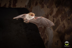 Fransenfledermaus (Myotis nattereri)