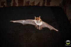 Fransenfledermaus (Myotis nattereri)