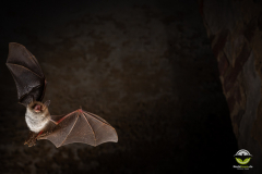 Fransenfledermaus (Myotis nattereri)