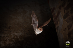 Fransenfledermaus (Myotis nattereri)