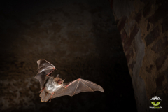 Fransenfledermaus (Myotis nattereri)