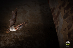 Fransenfledermaus (Myotis nattereri)