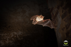 Fransenfledermaus (Myotis nattereri)