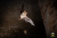 Fransenfledermaus (Myotis nattereri)