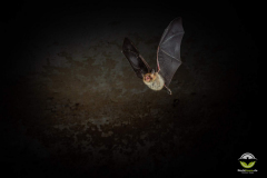 Fransenfledermaus (Myotis nattereri)