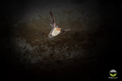 Fransenfledermaus (Myotis nattereri)