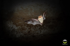 Fransenfledermaus (Myotis nattereri)