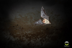 Fransenfledermaus (Myotis nattereri)