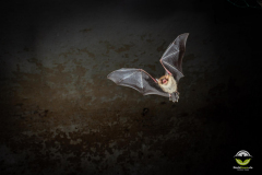 Fransenfledermaus (Myotis nattereri)