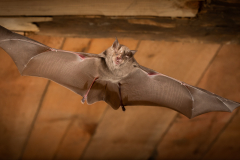 Große Hufeisennase (Rhinolophus ferrumequinum)