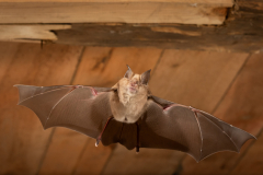 Große Hufeisennase (Rhinolophus ferrumequinum)