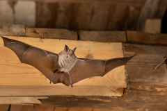 Große Hufeisennase (Rhinolophus ferrumequinum)