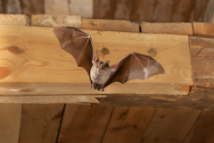 Große Hufeisennase (Rhinolophus ferrumequinum)