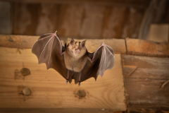 Große Hufeisennase (Rhinolophus ferrumequinum)