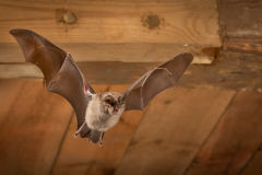 Große Hufeisennase (Rhinolophus ferrumequinum)