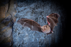 Große Hufeisennase (Rhinolophus ferrumequinum)