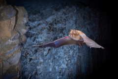 Große Hufeisennase (Rhinolophus ferrumequinum)